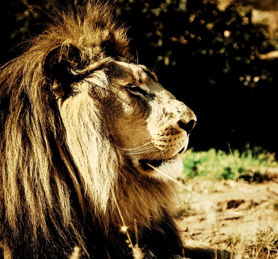 Just lion around