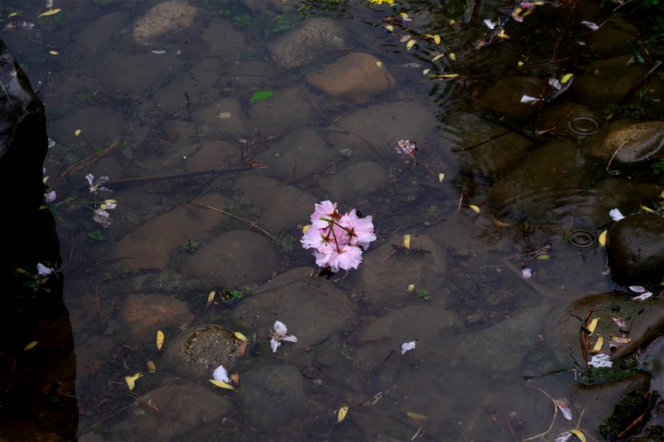 japanes_garden_rain_Herastrau (88)