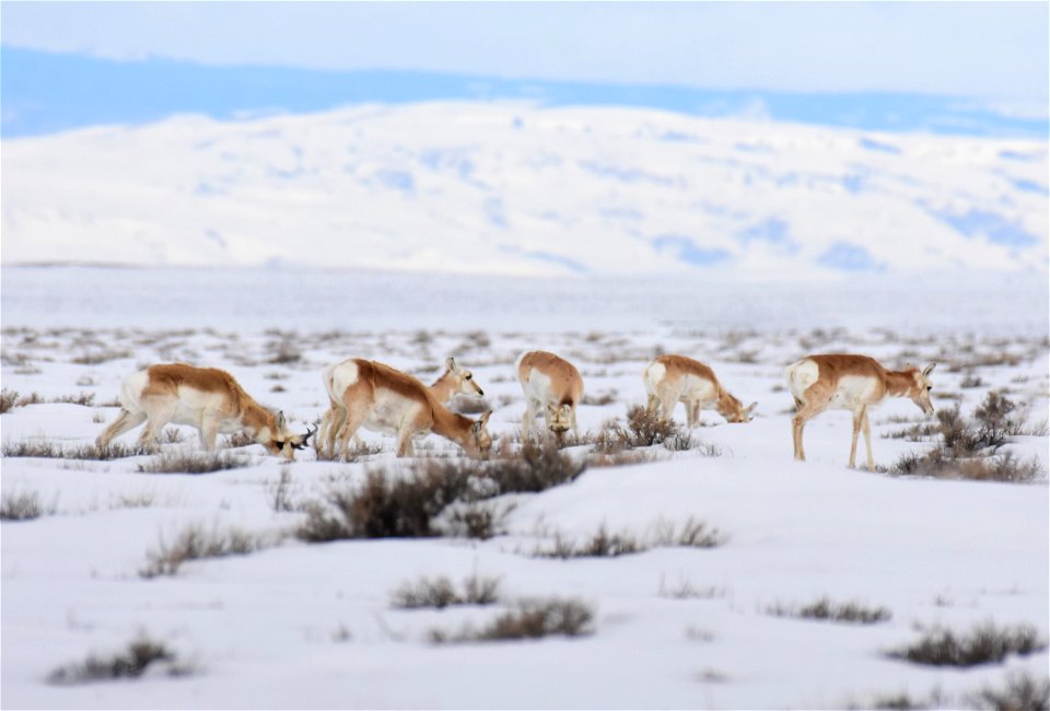 Pronghorn on Seedskadee National Wildlife Refuge