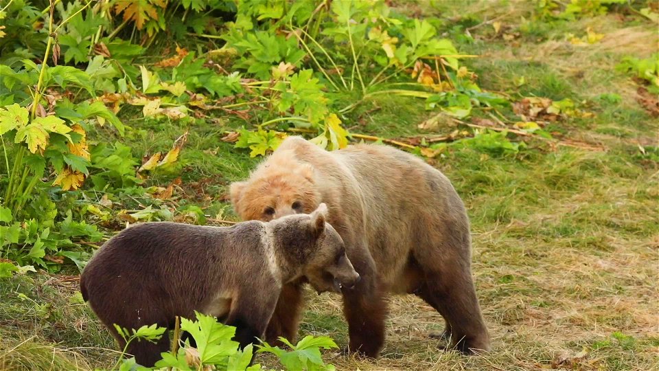 Kodiak Bear Ear Tug