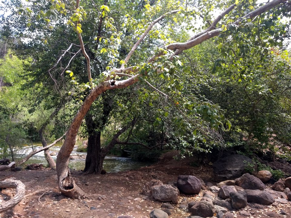 Riparian vegetation