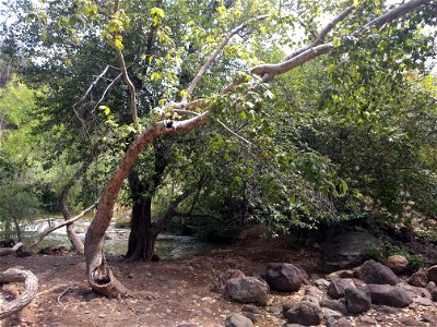 Riparian vegetation