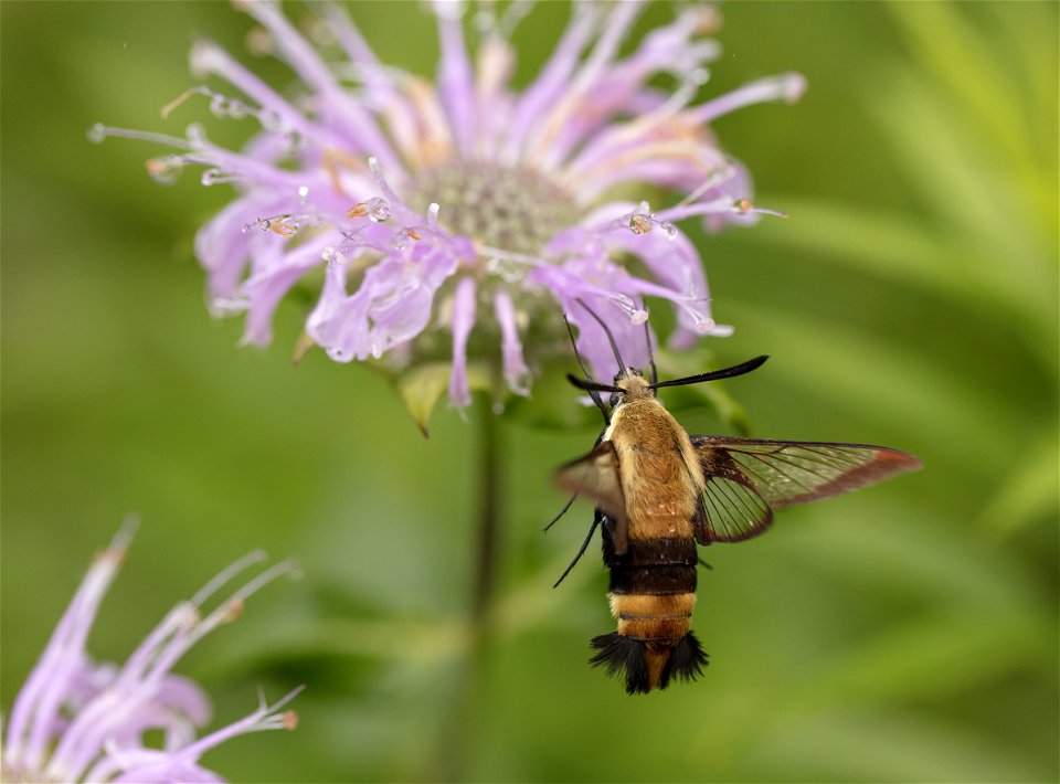 Hummingbird Clearwing and Wild Bergamot photo