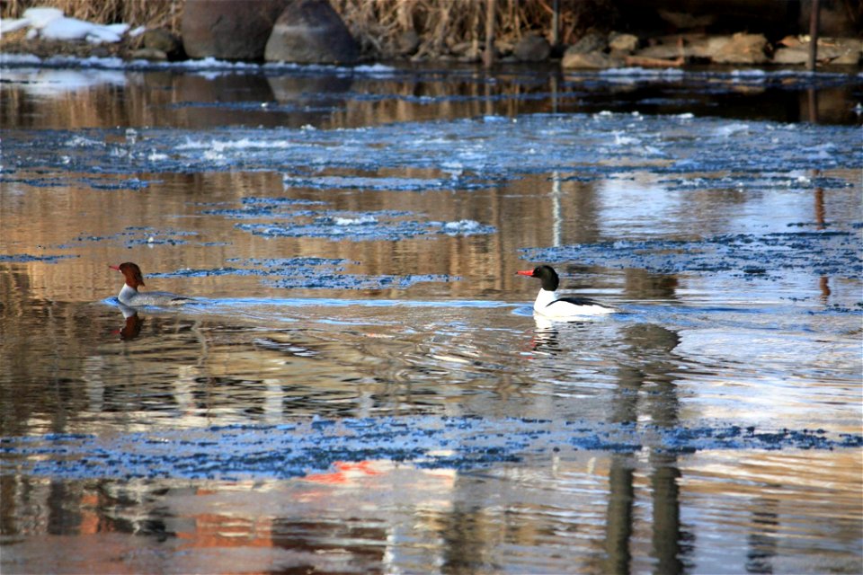 Common Merganser Pair