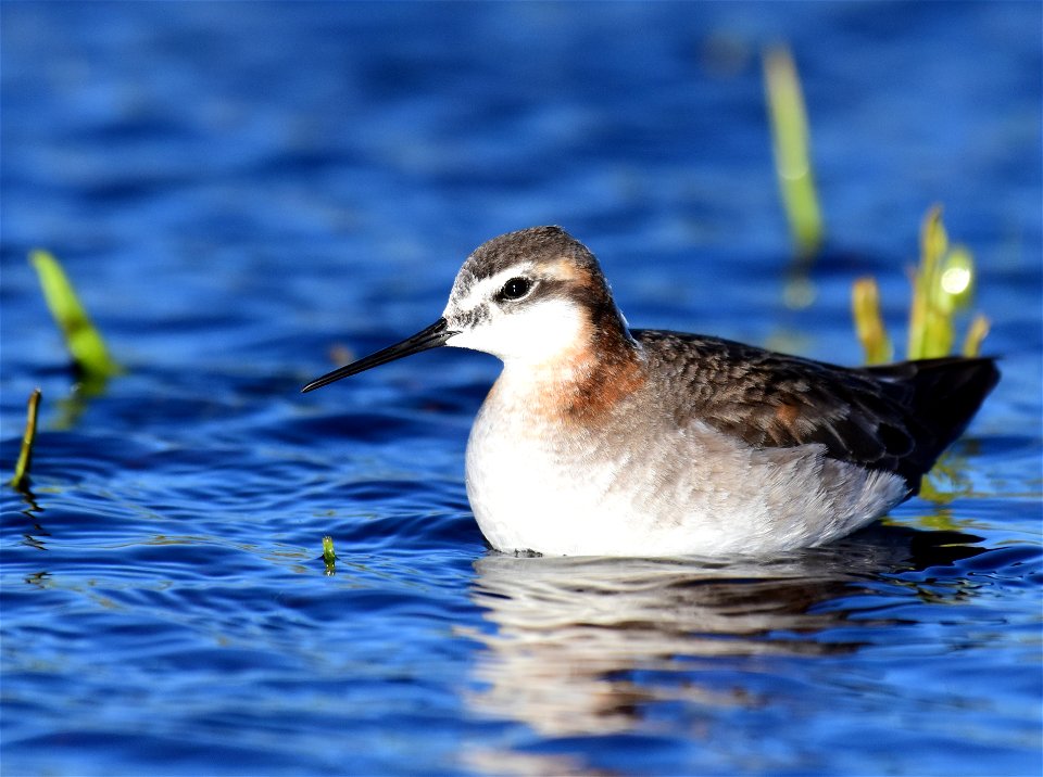 Wilson's phalarope at Seedskadee National Wildlife Refuge