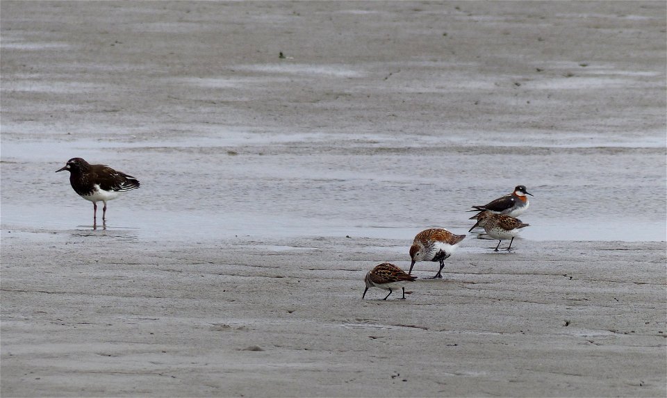 Black Turnstone & other shorebirds photo