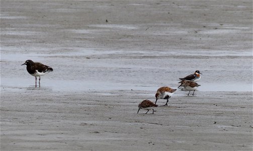 Black Turnstone & other shorebirds