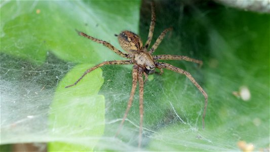 Tegenaria ferruginea