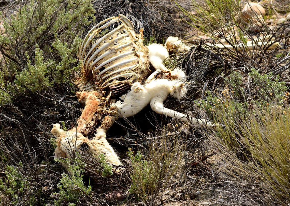 Winterkill pronghorn at Seedskadee National Wildlife Refuge