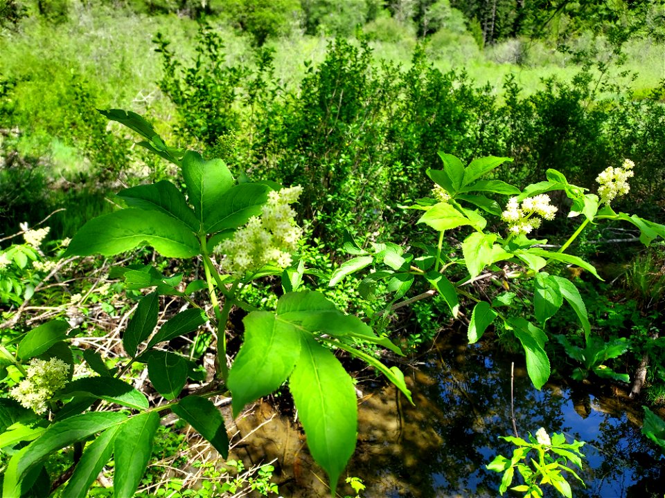 Mountain ash, Mt. Baker-Snoqualmie National Forest. Photo by Anne Vassar May 26, 2021.