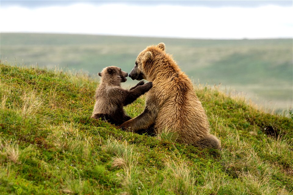 Sow and cub - NPS/Lian Law