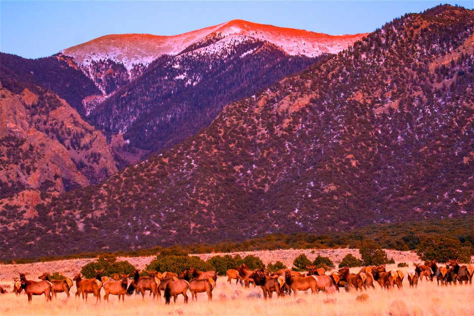 Elk Herd below Carbonate Mountain