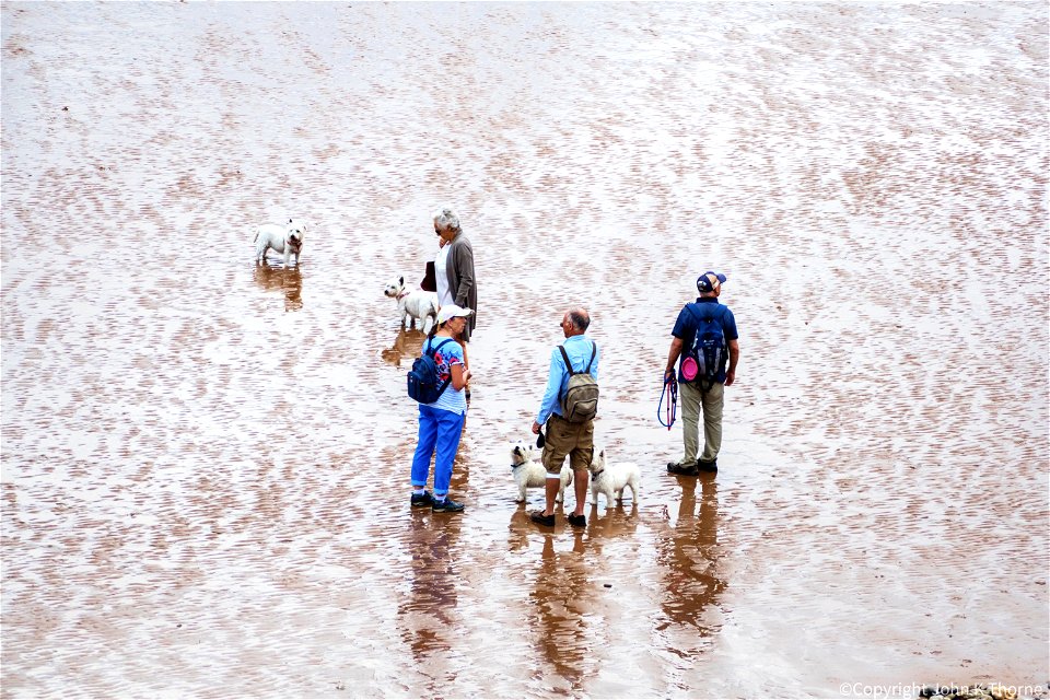 Westies on the beach.