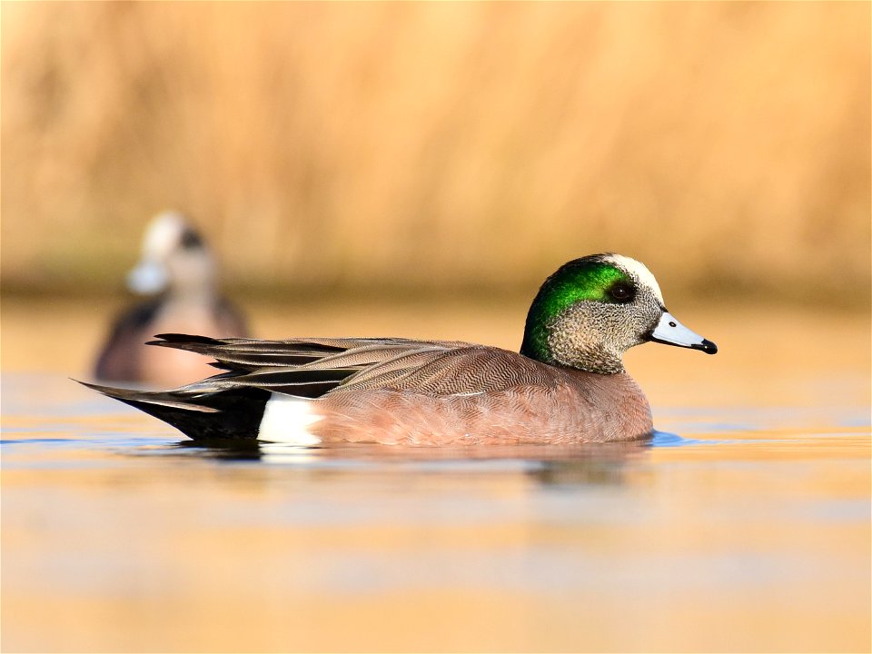 American wigeon at Seedskadee National Wildlife Refuge Wyoming