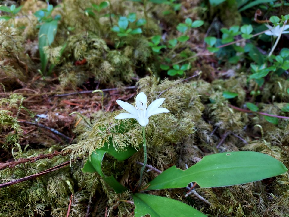 Queen's cup. Old Sauk Trail, Mt. Baker-Snoqualmie National Forest. Photo by Anne Vassar June 2, 2021.