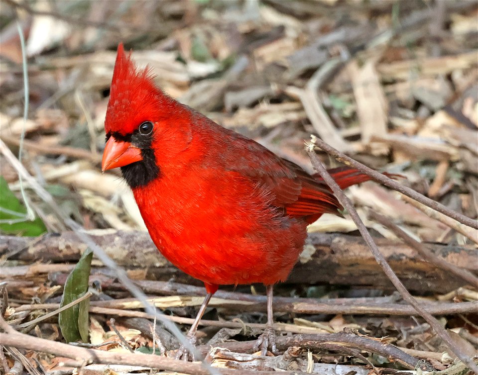916 - NORTHERN CARDINAL (01-26-2023) bentsen rio grande sp, hidalgo co, tx -01