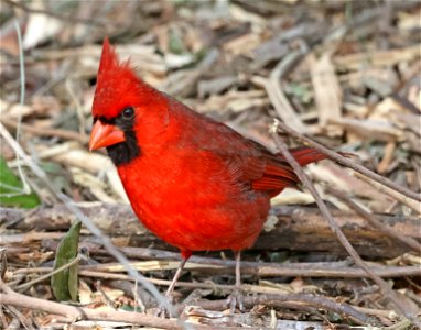 916 - NORTHERN CARDINAL (01-26-2023) bentsen rio grande sp, hidalgo co, tx -01