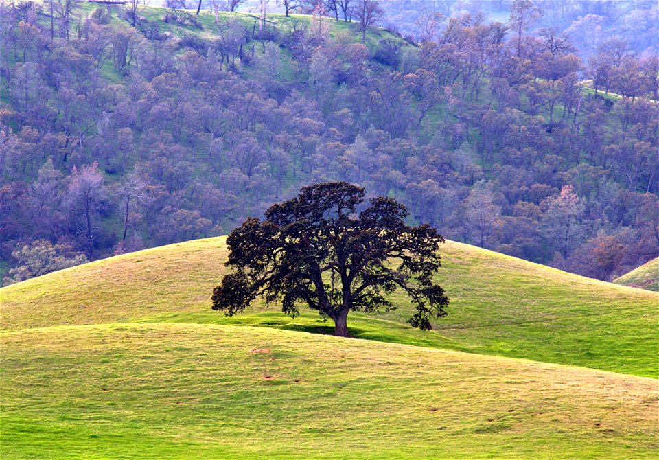 Oaks of Capa Valley CA