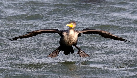 170 - DOUBLE-CRESTED CORMORANT (10-23-2021) crescent city harbor, del norte co, ca -01
