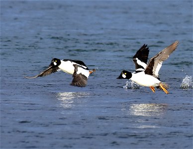 Common goldeneye at Seedskadee National Wildlife Refuge