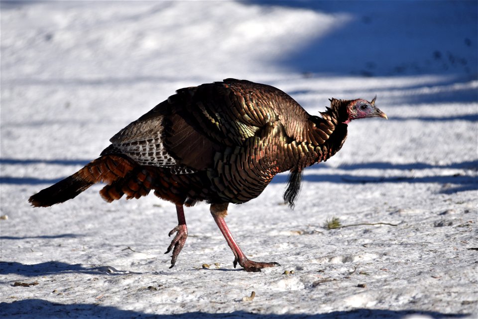 Wild turkey in the snow