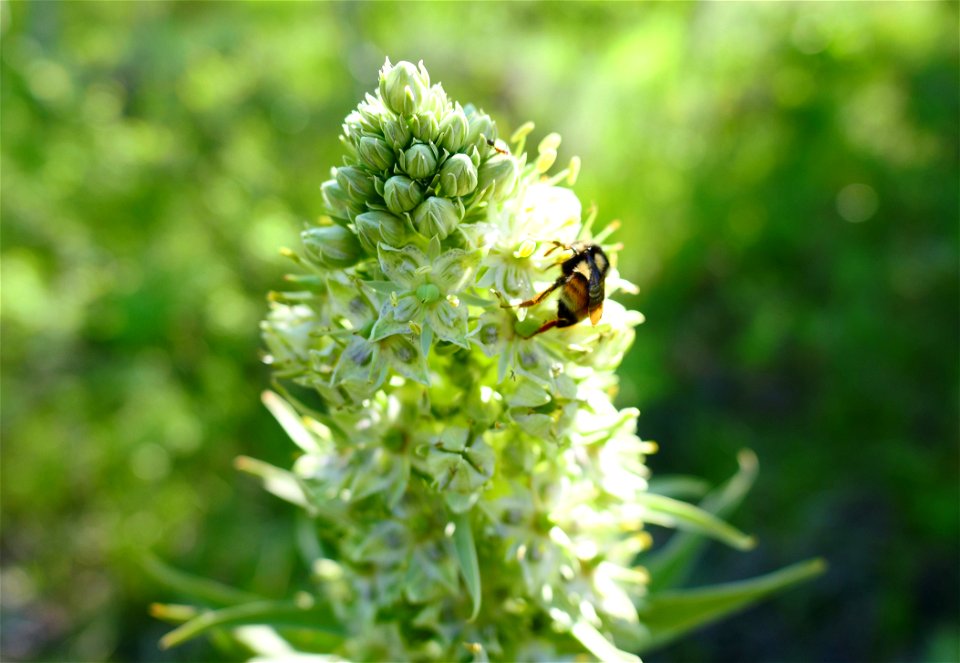Bumblebee and green gentian on the National Elk Refuge