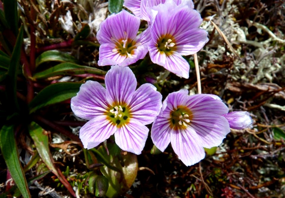 Spring Beauty_6-18-2012