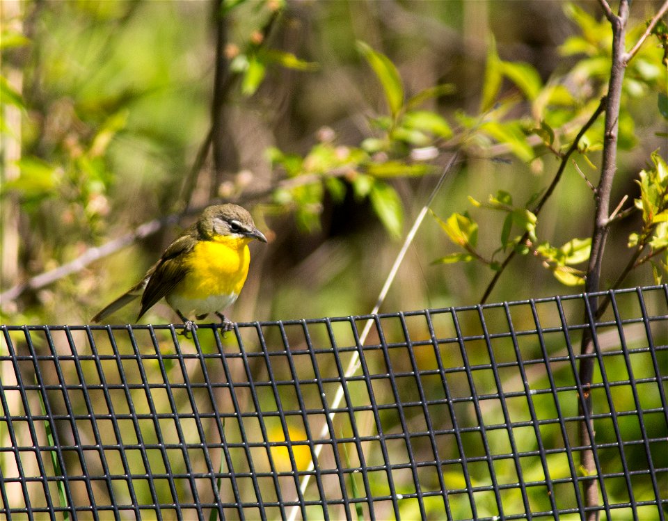 Yellow-breasted Chat