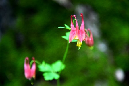 Wild columbine photo