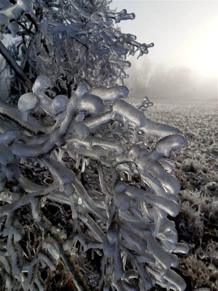 Ice Storm 202