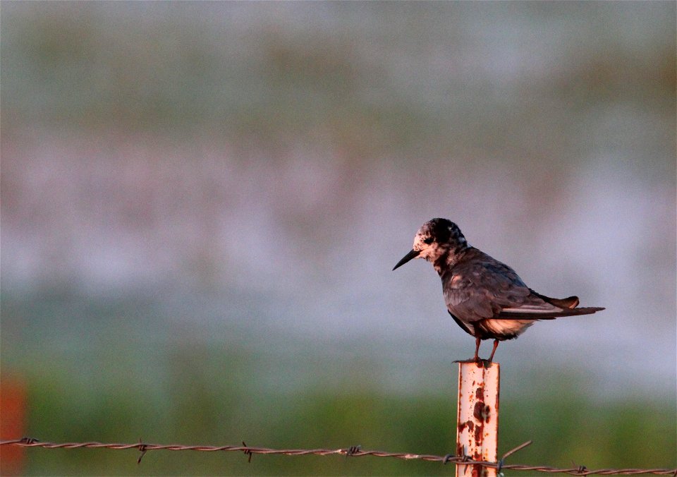 Black Tern Fall Plumage Huron Wetland Management District