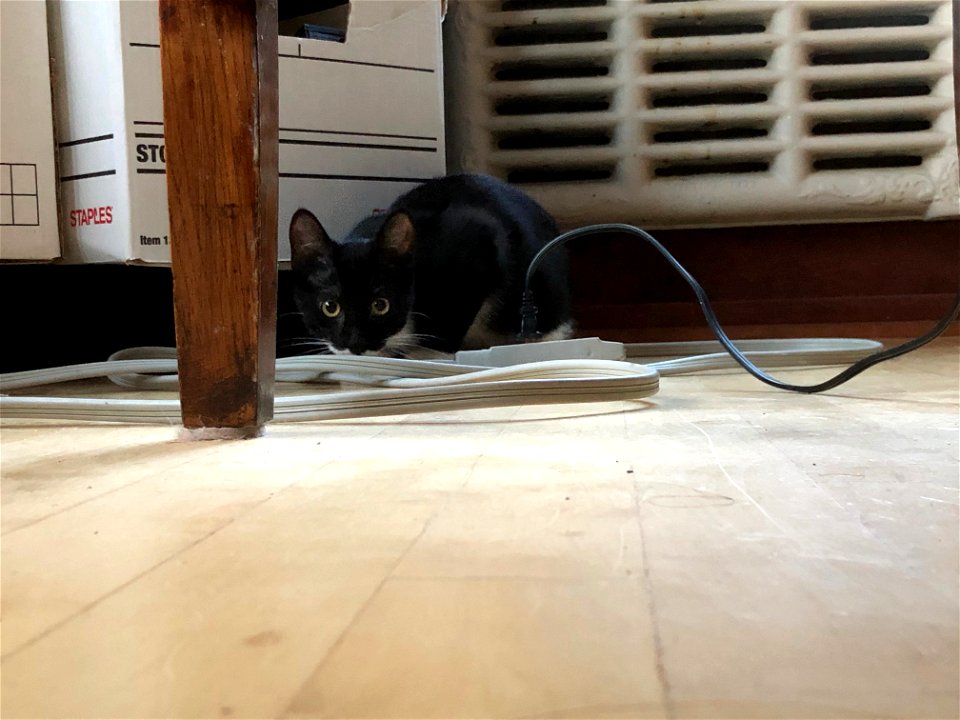 Who Dat Cat?