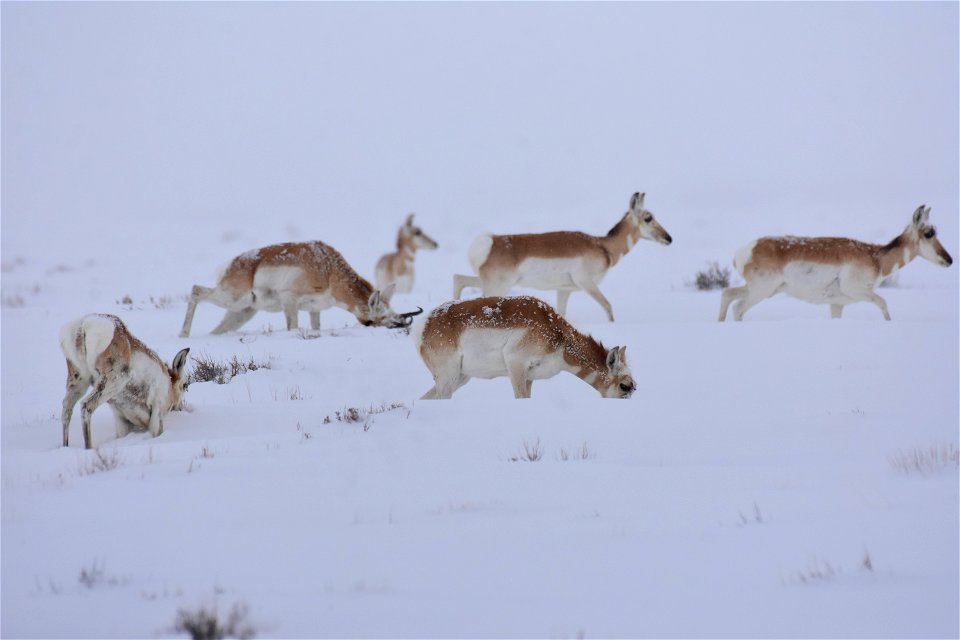 Pronghorn on Seedskadee National Wildlife Refuge