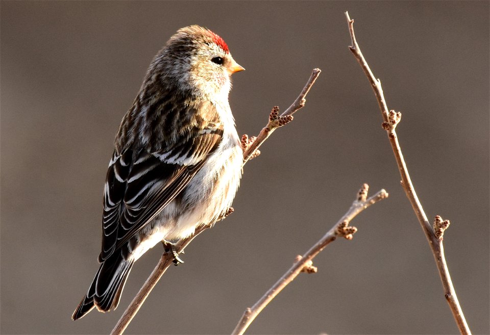 Common redpoll at Seedskadee National Wildlife Refuge