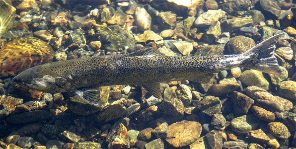 Spring Chinook salmon in Trinity River. Credit: John Heil/USFWS photo