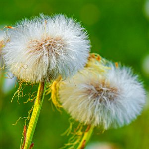 Flower-.jpg