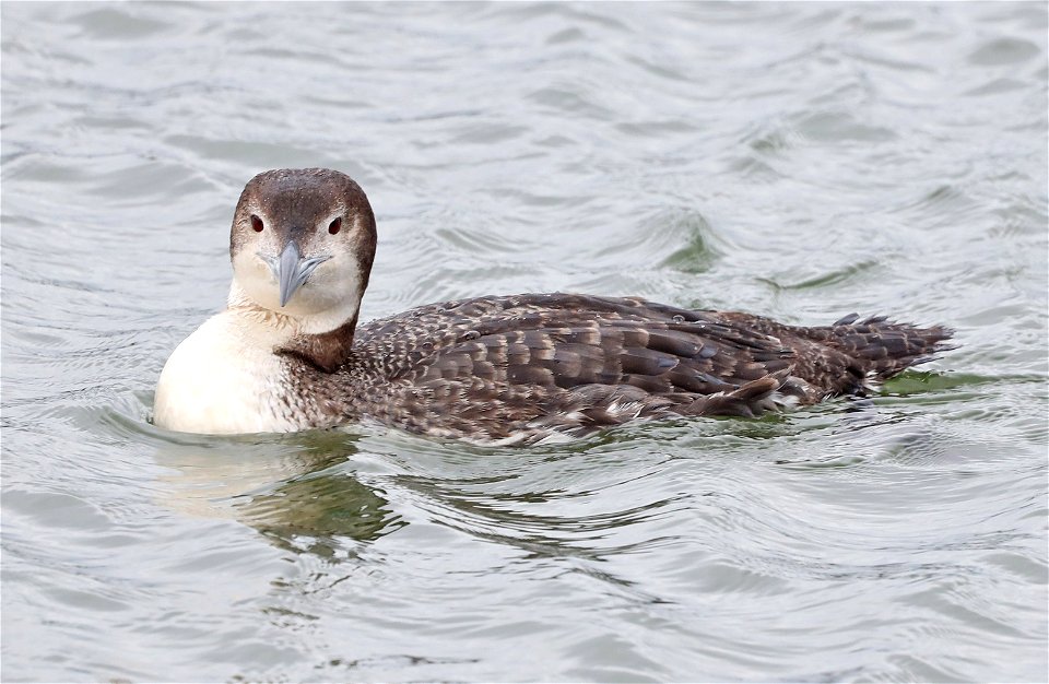 093 - COMMON LOON (02-28-2022) crescent city, del norte co, ca -02