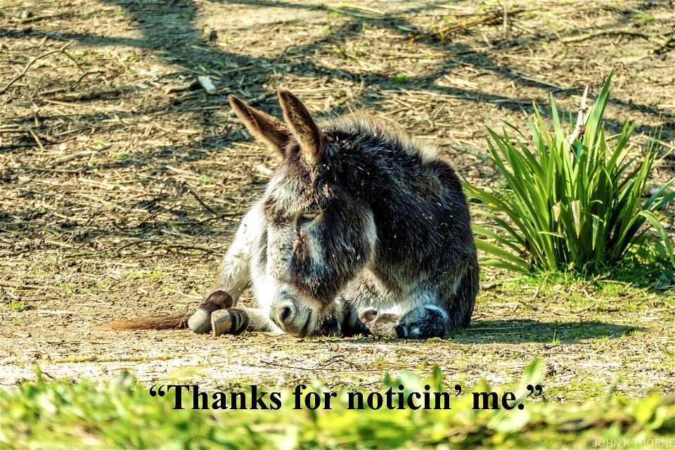 “Thanks for noticin’ me.”