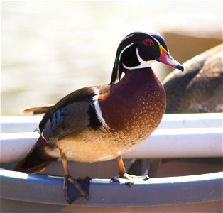 Wood Duck photo