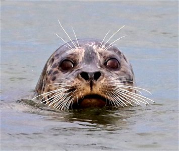 SEAL, HARBOR (Phoca vitulina) (11-03-2021) crescent city, del norte co, ca -06 photo