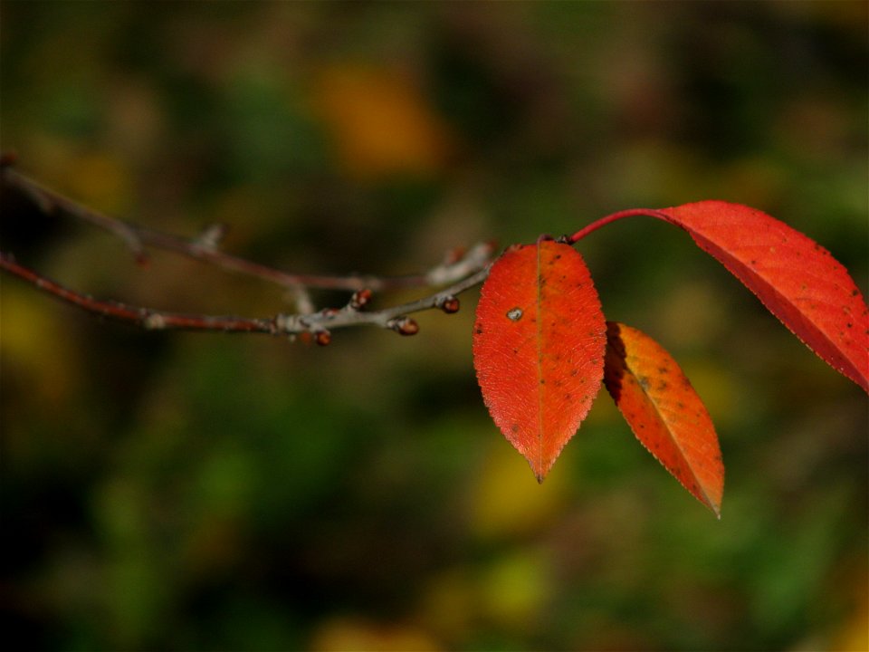 toamna2009_1125_122718