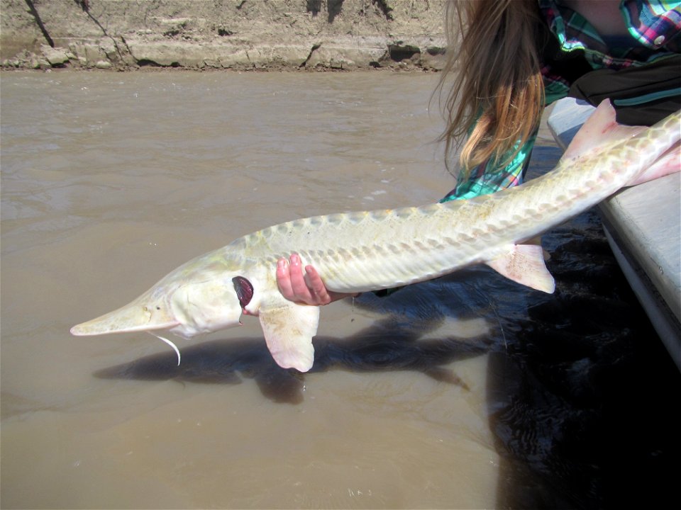 Pallid Sturgeon Release