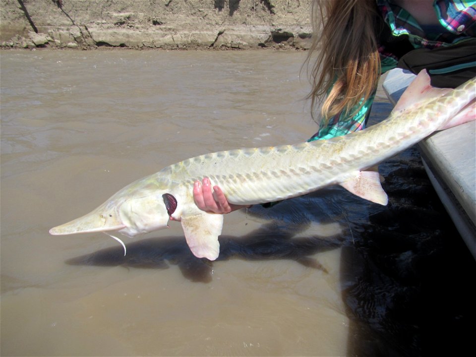 Pallid Sturgeon Release photo