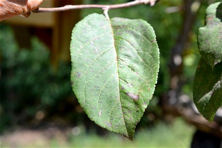 Walnut leaf photo