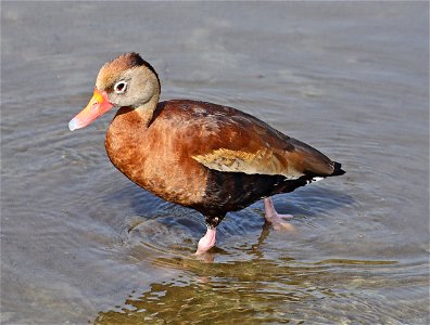 003 - BLACK-BELLIED WHISTLING-DUCK (12-13-2022) birding center, south padre island, cameron co, tx -000