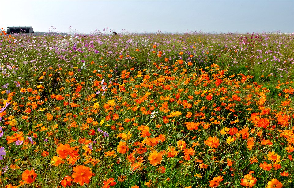 Cosmos Flowers