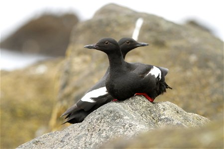 Pigeon Guillemots on Buldir Island photo