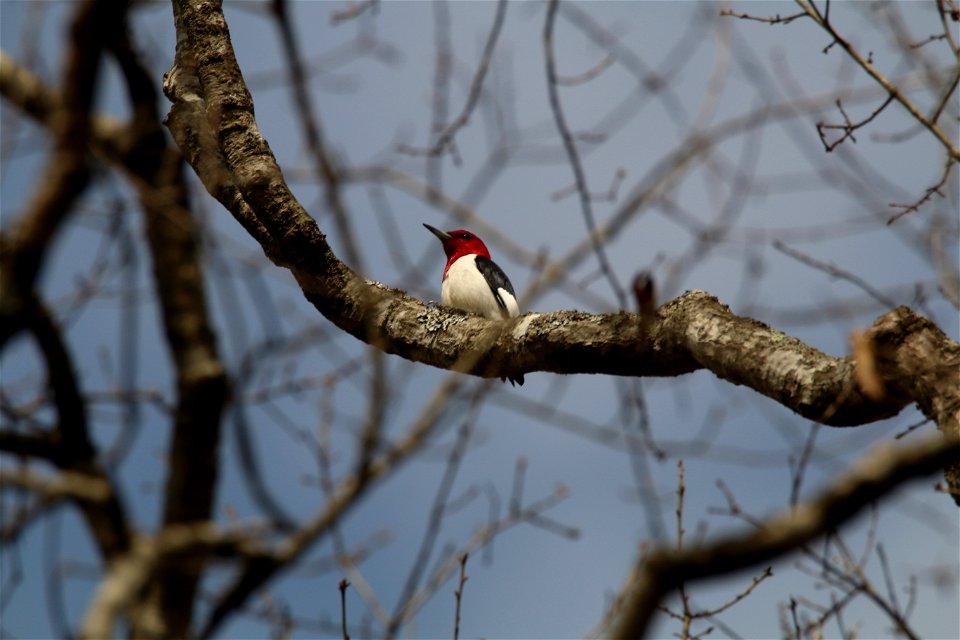 Red-headed Woodpecker
