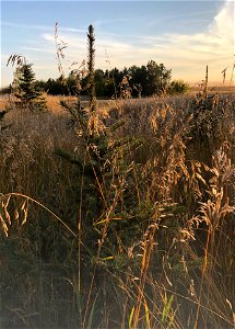 2022/365/271 Amongst the Tall Grass photo