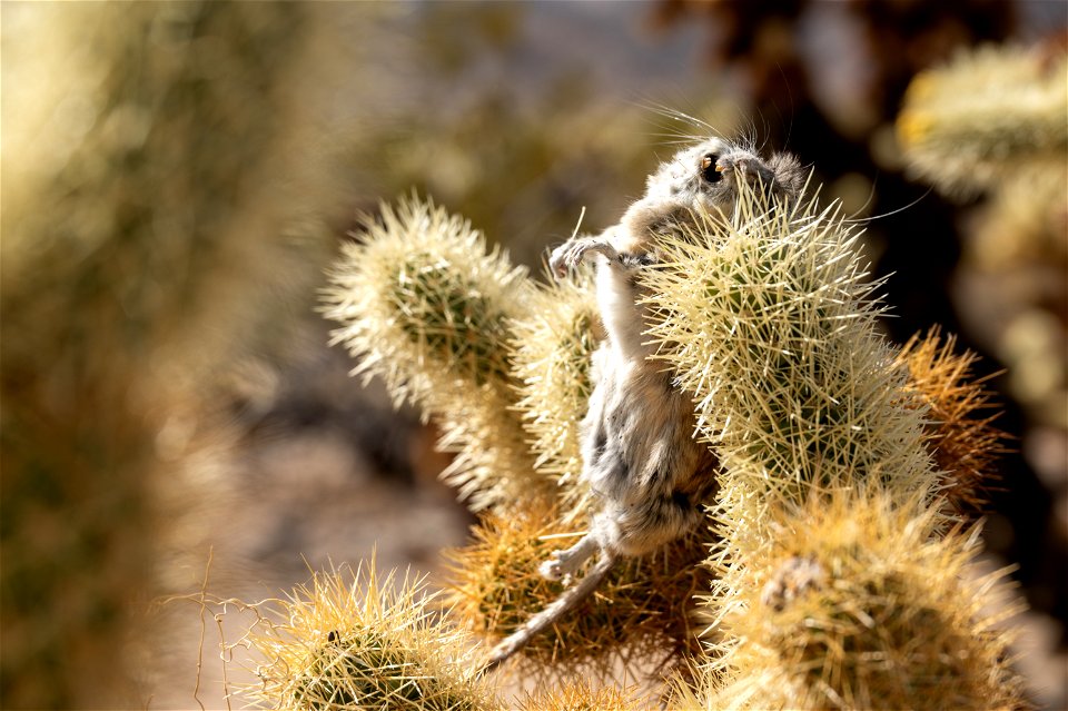 A Dead Woodrat Stuck in Cholla
